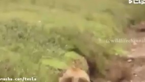 مخفی شدن شیر ماده برای شکار