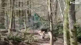 نبرد سه کفتار با یک گراز  