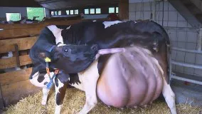 Intelligent Technology Smart Farming Automatic Cow Milking, Collecting Eggs, Shearing, Sheep Feeding