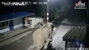 فیلم/ فیل بازیگوش از مرز چین وارد خاک لائوس شد!