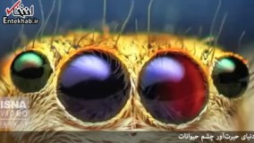 فیلم/ دنیای حیرت‌آور چشمان حیوانات