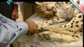 دانلود فیلم مستند حیات وحش ایران