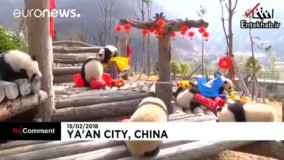 فیلم/ بازیگوشی پانداها در سال نو چینی