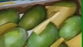 طرز تهیه فروش انبه پاکستانی 