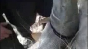 فیلم/ صید ماهی غول‌پیکر در رودخانه سیمره!