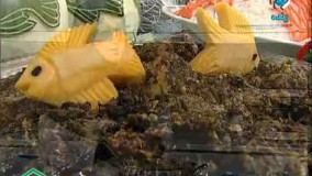 آموزش آشپزی آسان  قلیه ماهی