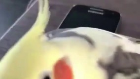 چه پرنده عجیبی - نبینی از دستش میدی