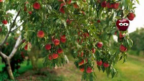 سیب خسته با صدای مهدی سلطانی