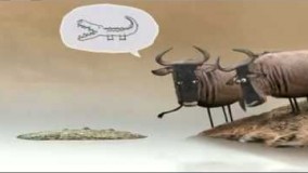 تمساح ناقلا و گاو خنگ 