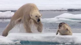 Hungry Polar Bear Ambushes Seal | The Hunt | BBC Earth