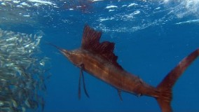 ماهی ها | Planet Earth | BBC Earth