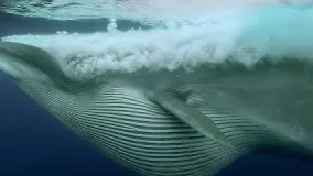 Sardine Feeding Frenzy: Whale, Shark, Dolphin and Sea Lions | The Hunt | BBC Earth