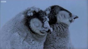 Penguin Chicks Struggle To Survive | Planet Earth | BBC Earth