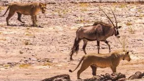 حمله شیرها | BBC Earth