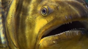 مارماهی ها | Planet Earth | BBC Earth