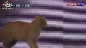  فیلم/ گربه ای که بازی بایرن مونیخ - بشیکتاش را متوقف کرد!