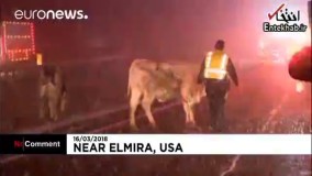 فیلم/ گاوهای فراری در اتوبان نیویورک