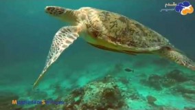 راهنمای سفر به مالزی