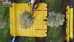 فیلم/ انسان ها از چیدن میوه هم خلاص شدند! / ساخت ماشین میوه چین با دقت بالا