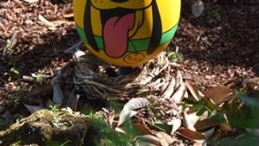 نقاشی سگ روی تخم مرغ-عکس سگ روی تخم مرغ