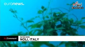 فیلم/ باغ زیردریایی؛ راه‌حلی برای کشاورزی در کشورهای خشک