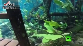 فیلم/ بارش شدید باران پارک را به استخر تبدیل کرد!