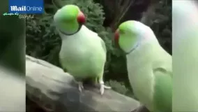 صحبت بامزه دو طوطی