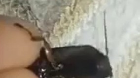 یه میکس عالی از سوسک