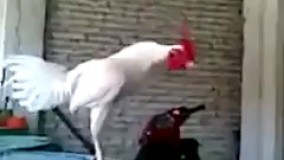 خندیدن خروس!!! خییییلی باحاله