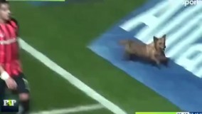 طنز ورزشی . سگی که یک استادیم رو مچل خودش کرد