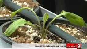 گلخانه پرورش گل و گياه شهرستان خمين ايران