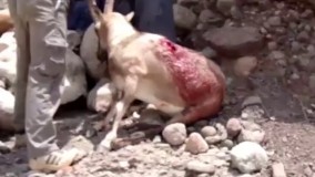 کشتار وحشیانه و انقراض گوزن ایرانی