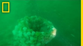 زیردریایی های جنگ جهانی اول در بلژیک