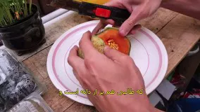 کاشت طالبی (زیرنویس فارسی)