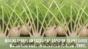 کاشت رازیانه (زیرنویس فارسی)