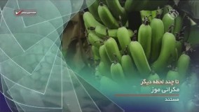 مستند دیدنی درباره تولید موز ایرانی در چابهار - مکرانی موز