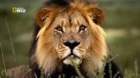 حمله گربه های بزرگ