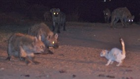 جنگ گربه های خانگی با گربه های بزرگ