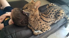 گربه ها و انسانها