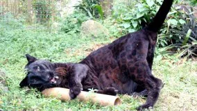 Top 12 Silliest Big Cats