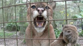 صداهای عجیب یک گربه وحشی