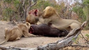 قدرت گربه های بزرگ