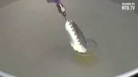 تهیه دسر-تهیه کیک ژله تزریقی