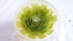 تهیه دسر-تهیه ژله تزریقی 3