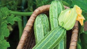 خواص عجیب کدو که از آن بی خبرید