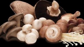 با خوردن قارچ سرطان را نابود کنید