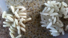 آشپزی ایرانی-روش تشخیص برنج اصل از برنج تقلبی پلاستیکی