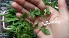 پخت قرمه سبزی مجلسی و خوشمزه