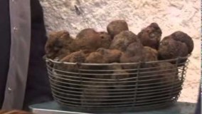 قارچ تروف چیست