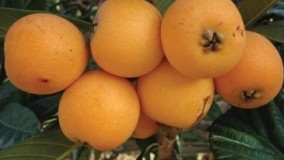 آشپزی - معرفی و آموزش خوردن میوه ازگیل ژاپنی